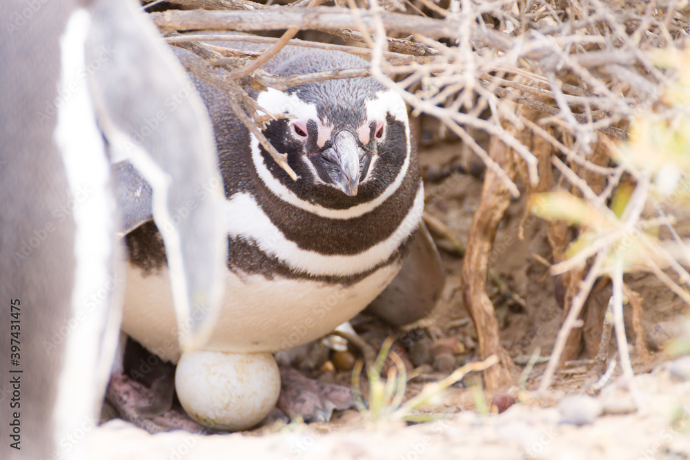 Magellanic penguin incubating egg. Punta Tombo penguin colony, Patagonia Magellanic penguin incubating egg. Punta Tombo penguin colony, Patagonia