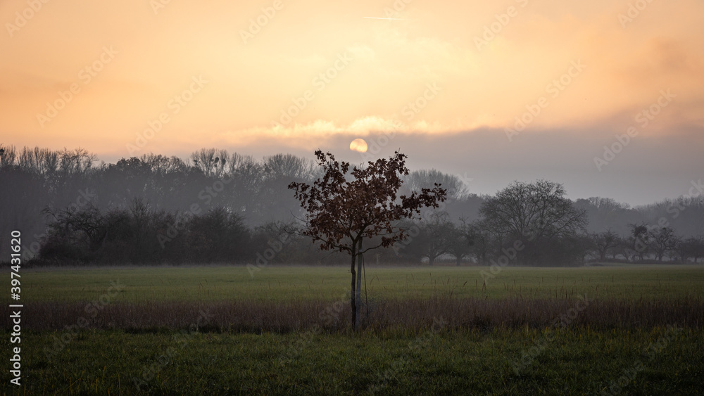 A sunset and the lonely tree