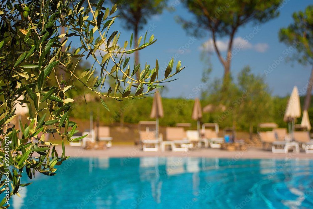 An olive tree with an empty hotel swimming pool in the background in Tuscany, Italy
