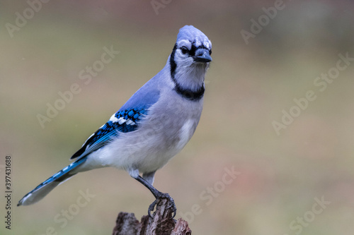 Blue Jay, Cyanocitta cristata, closeup looking at slight angle soft muted background copy space 