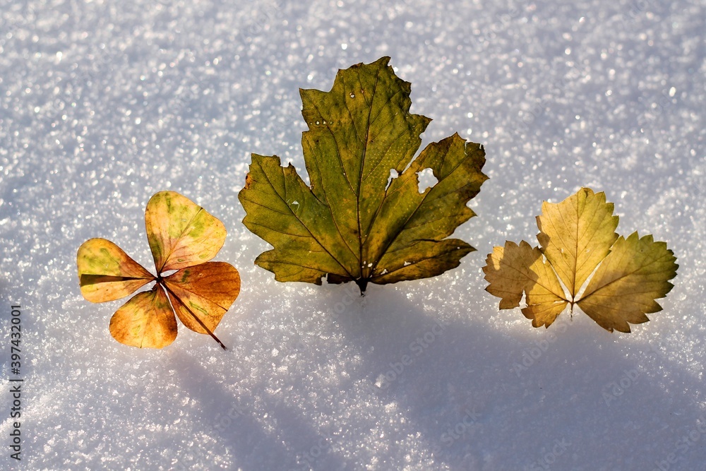 custom made wallpaper toronto digitalDried cysts in the snow, in winter.