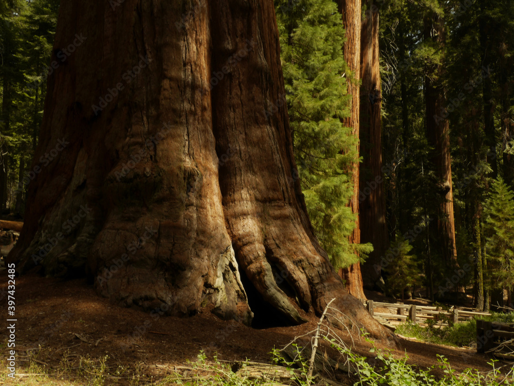 Trunk of the General Sherman Tree, the largest tree in the world, Giant Sequoia Tree, Sequoia National Park, California Trunk of the General Sherman Tree, the largest tree in the world, Giant Sequoia Tree, Sequoia National Park, California
