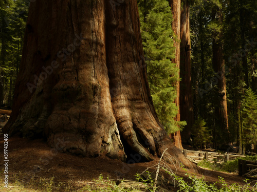 Trunk of the General Sherman Tree, the largest tree in the world, Giant Sequoia Tree, Sequoia National Park, California