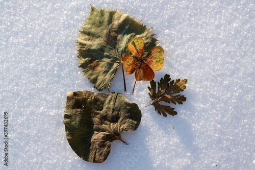 Dried cysts in the snow, in winter.