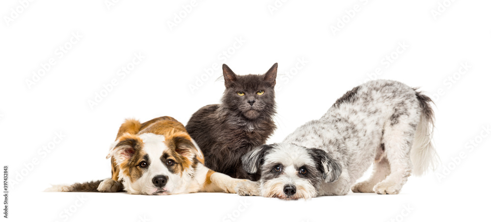Fototapeta premium Group of apathetic and sick Crossbreed dogs sitting together in a row