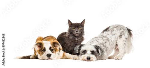 Fototapeta Naklejka Na Ścianę i Meble -  Group of apathetic and sick Crossbreed dogs sitting together in a row