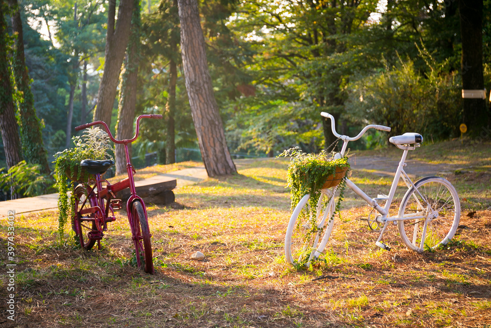 Scene with old bicycles used like a flowerbed decoration