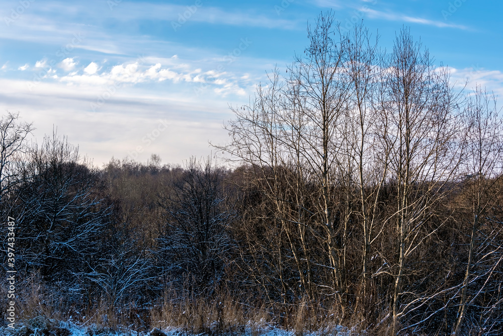 Winter forest at sunny day. Landscape. Winter forest at sunny day. Landscape.
