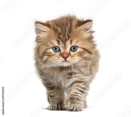 Kitten British longhair approaching