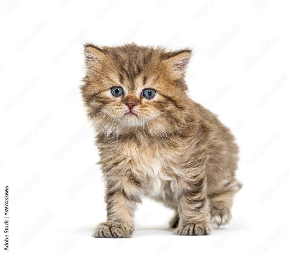 Kitten British longhair, standing, isolated on white