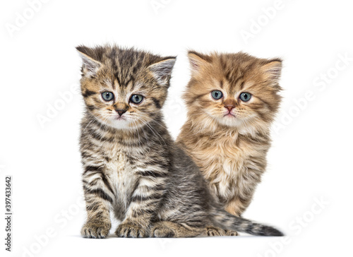 Two Kittens British longhair sitting, isolated on white