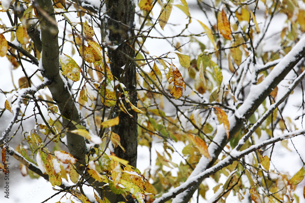 withered autumn yellow leaves on snowy winter tree branches withered autumn yellow leaves on snowy winter tree branches