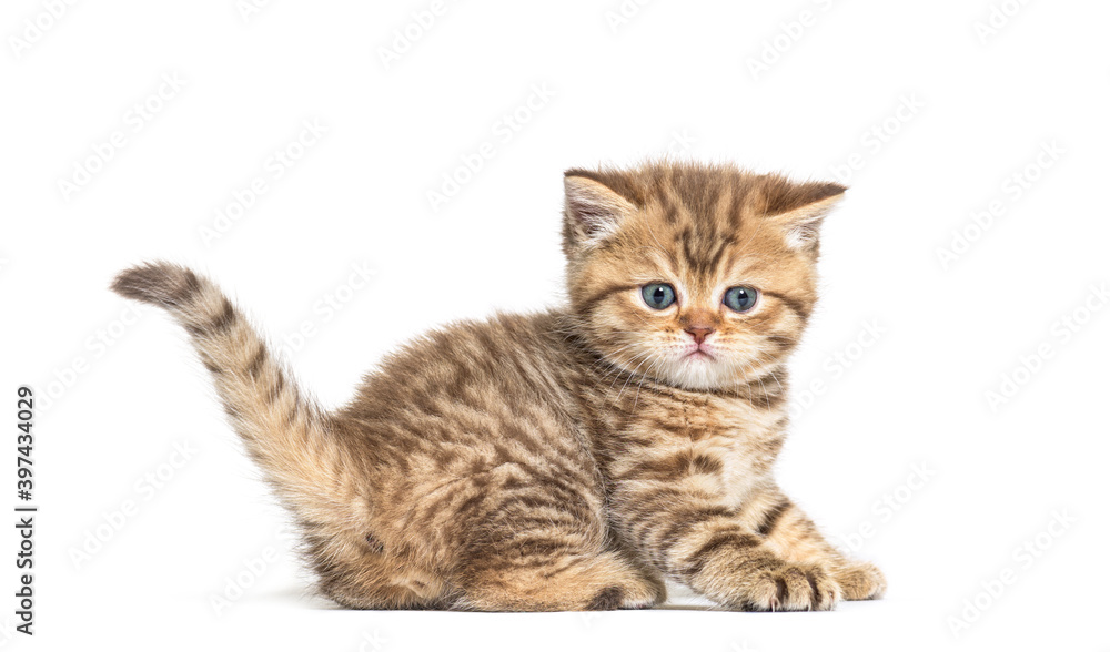 Fototapeta premium Kitten British Shorthair lying down