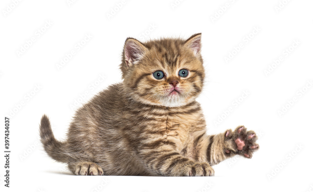Kitten British Shorthair lying down Kitten British Shorthair lying down