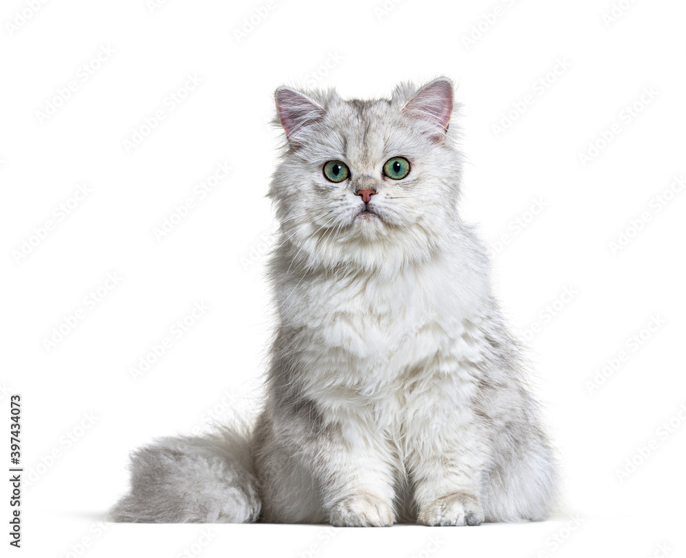 Grey British Longhair sitting, white background Grey British Longhair sitting, white background