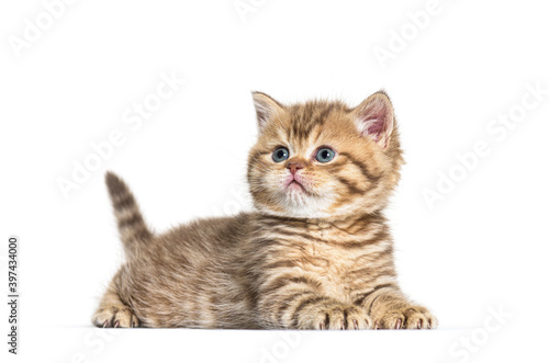 Kitten British Shorthair lying down