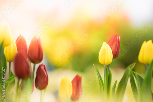 Fototapeta Naklejka Na Ścianę i Meble -  Nature of  tulip flower in garden using as cover page background natural flora wallpaper or template brochure landing page design