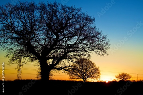 Winter Trees silhouetted at Sunrise