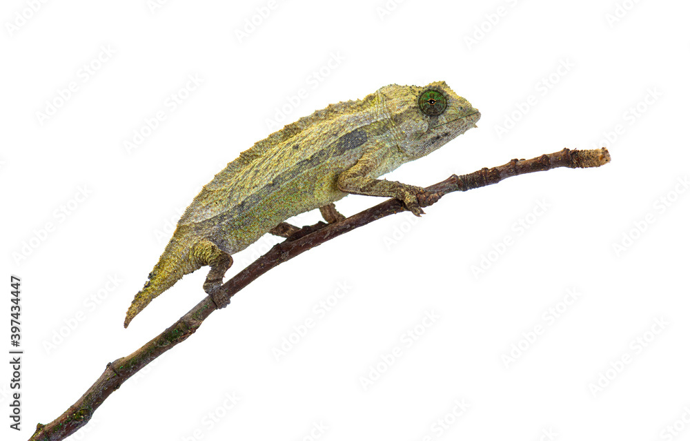 Side view of a Bearded leaf chameleon on a branch, isolated