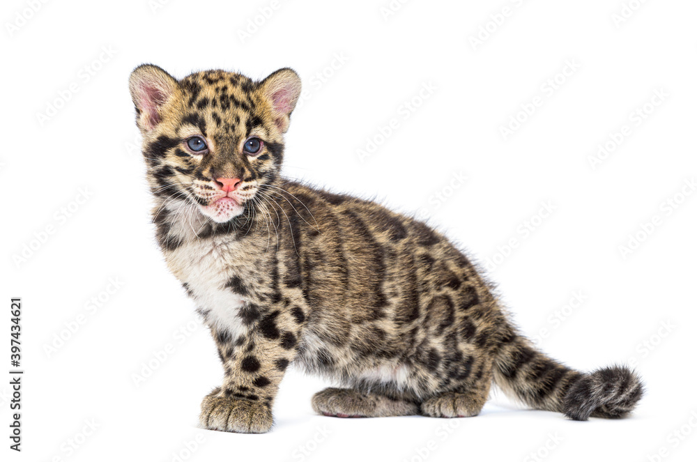 Naklejka premium Clouded leopard cub, two months old, Neofelis nebulosa, isolated on white