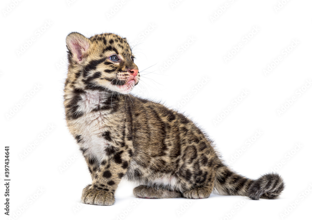 Fototapeta premium Clouded leopard cub, two months old, Neofelis nebulosa, isolated on white