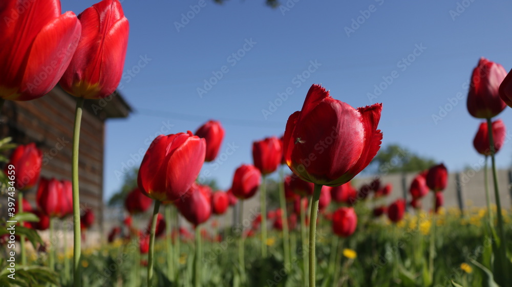 Fototapeta premium red tulips against blue sky