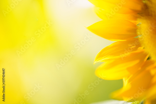 Nature of sun flower in garden using as cover page background natural flora wallpaper or template brochure landing page design
