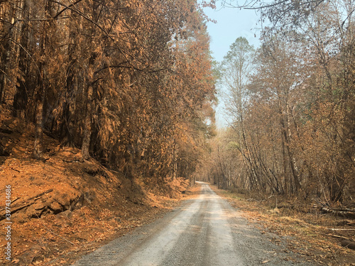 mountain road in a wildfire