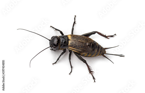 Female field cricket, isolated on white © Eric Isselée