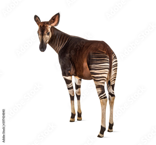 Okapi  Okapia johnstoni  isolated on white