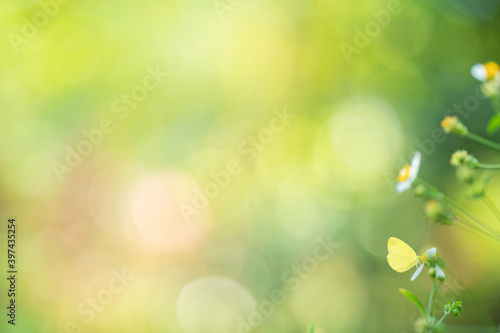 Nature of butterfly in garden using as background butterflies day wallpaper