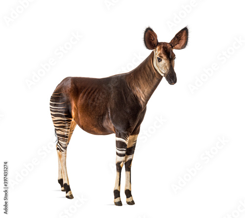 Okapi, Okapia johnstoni, isolated on white photo