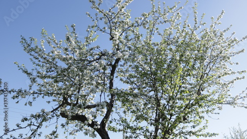 branches against sky