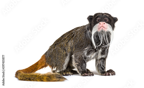 Photography Emperor tamarin, Saguinus imperator, isolated on white