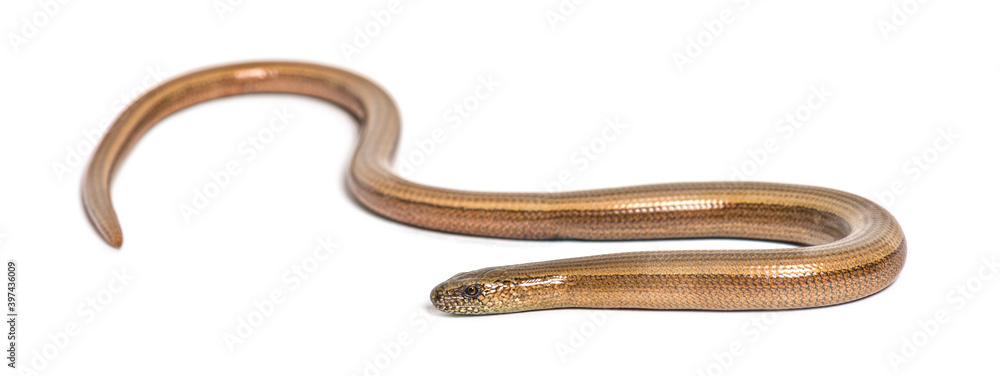 slowworm, Anguis fragilis, Isolated on white slowworm, Anguis fragilis, Isolated on white
