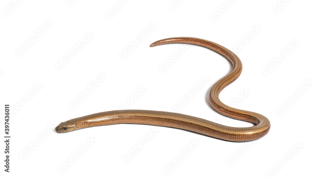 slowworm, Anguis fragilis, Isolated on white slowworm, Anguis fragilis, Isolated on white