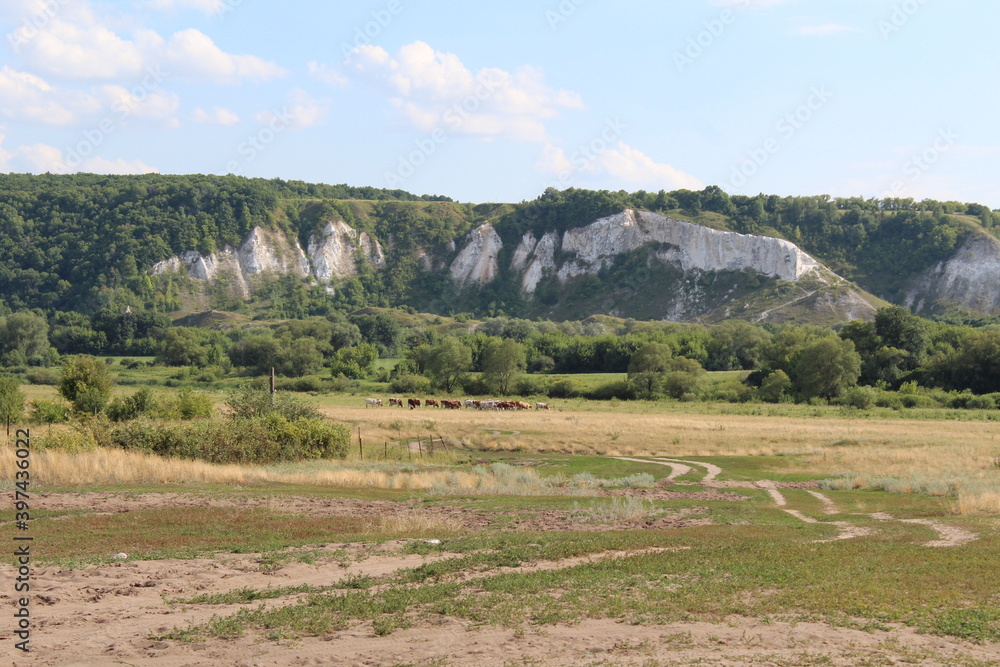 Fototapeta premium landscape with trees and mountains