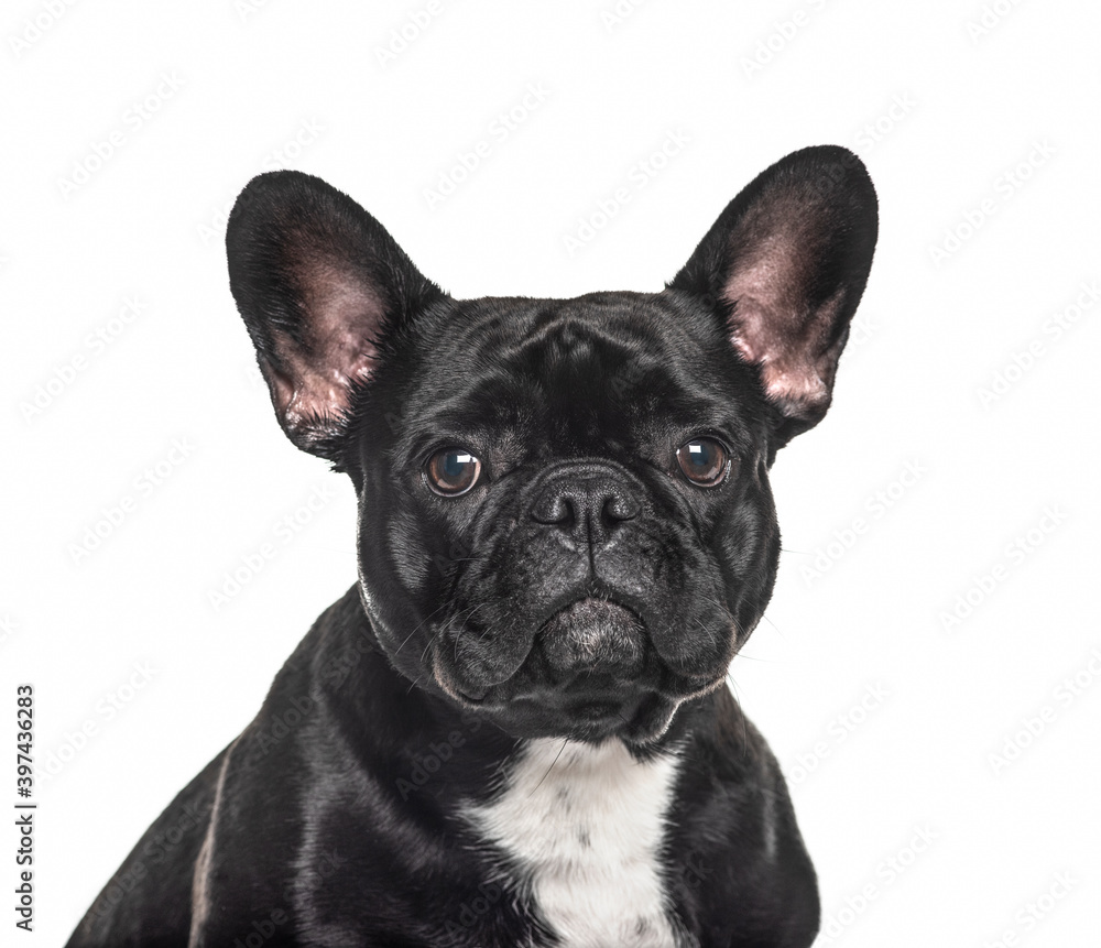 Headshot of a French bulldog black, isolated