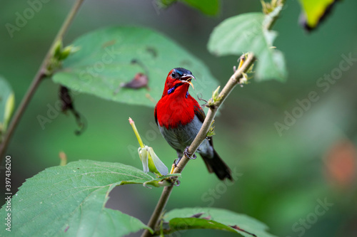 Crimsona Sunbird © pichaitun