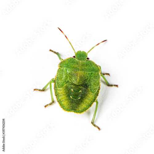 Final-stage nymph of a Green Shield bug, insect photo