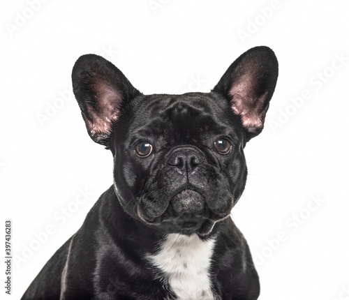 Headshot of a French bulldog black, isolated