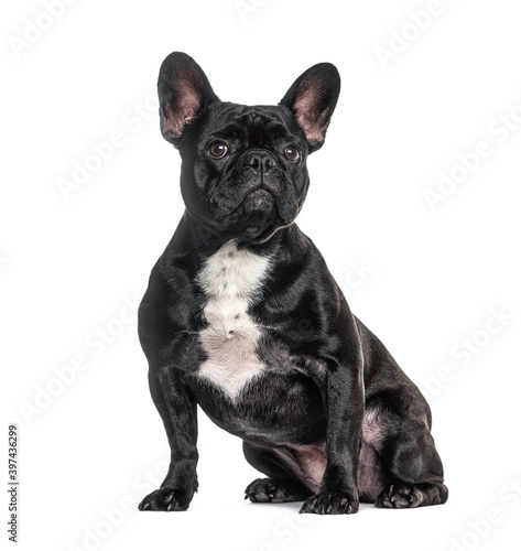 French bulldog black, sitting, isolated © Eric Isselée