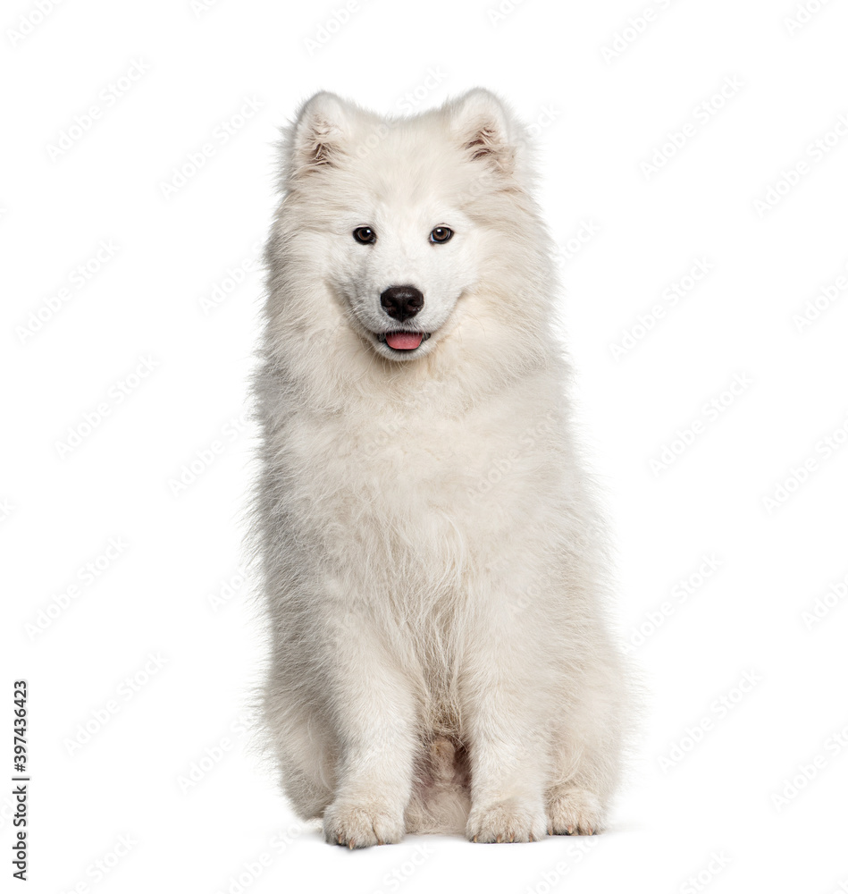 White Samoyed dog, sitting and panting, isolated on white White Samoyed dog, sitting and panting, isolated on white