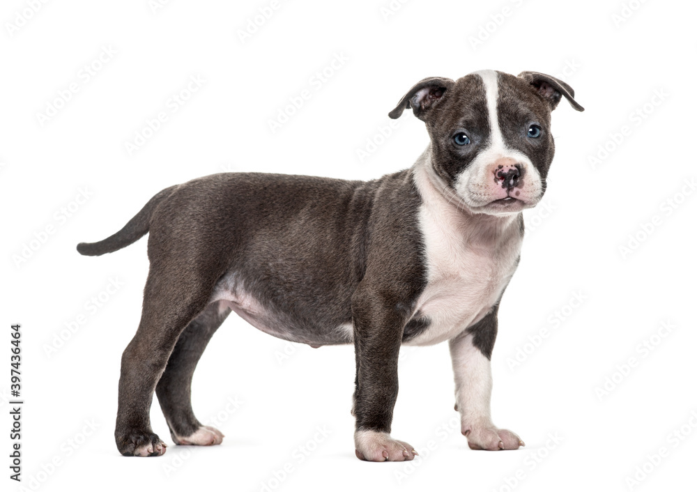 Side view of a young puppy American Bully standing, isolated