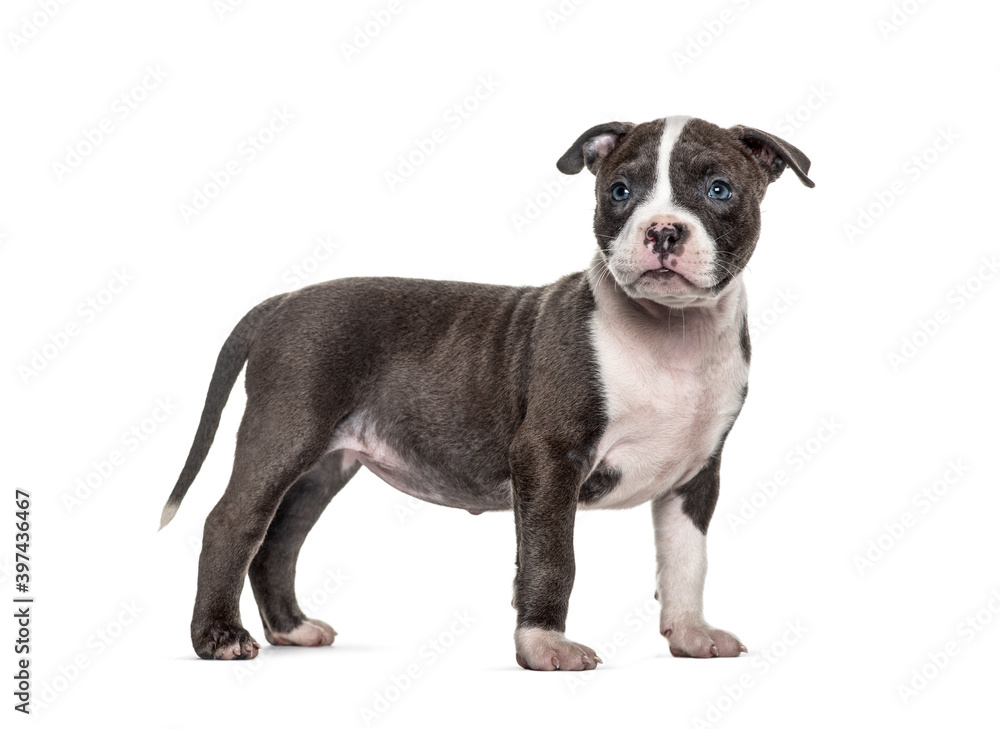 Side view of a young puppy American Bully standing, isolated