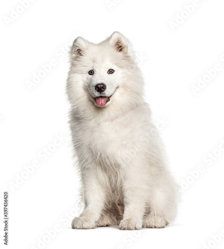 Foto White Samoyed dog, sitting and panting, isolated on white