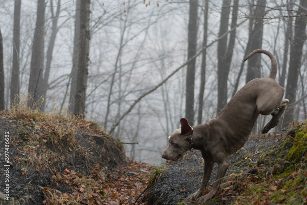 dog in the woods dog in the woods