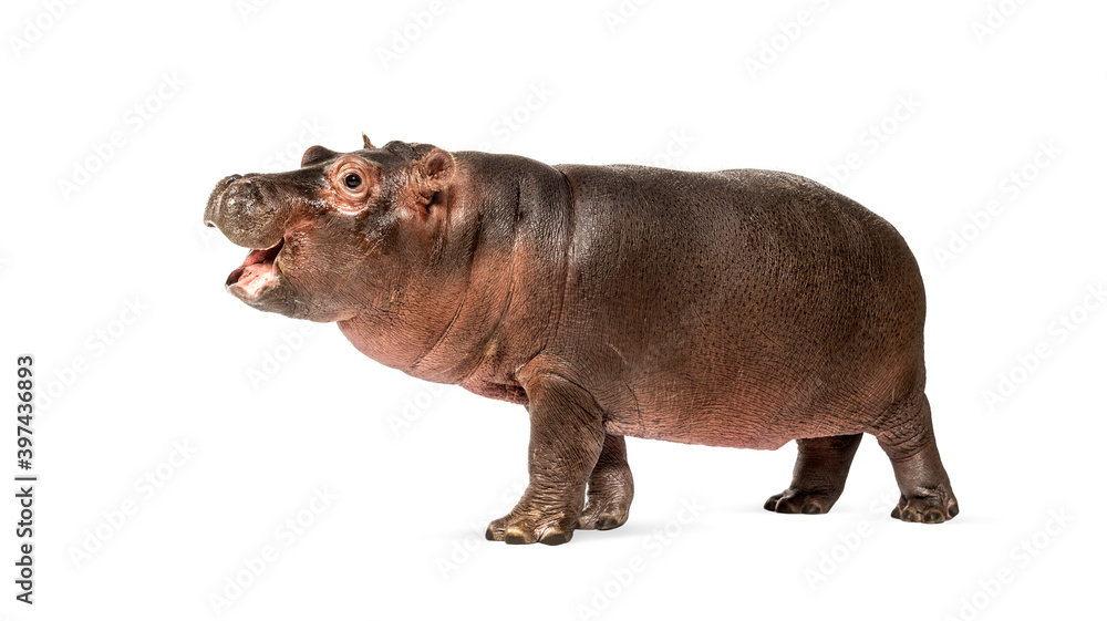 Hippo calf, 3 months old, isolated, Hippopotamus amphibius Hippo calf, 3 months old, isolated, Hippopotamus amphibius
