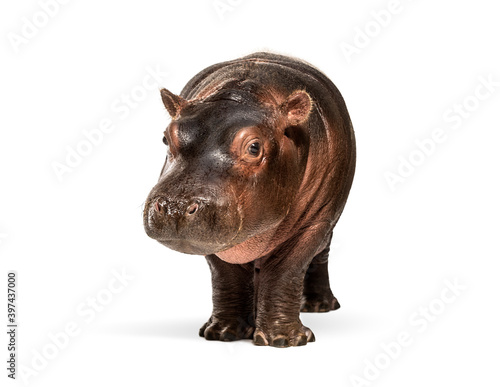 Hippo calf, 3 months old, isolated, Hippopotamus amphibius photo