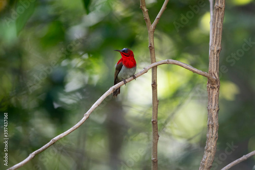 Crimson Sunbird